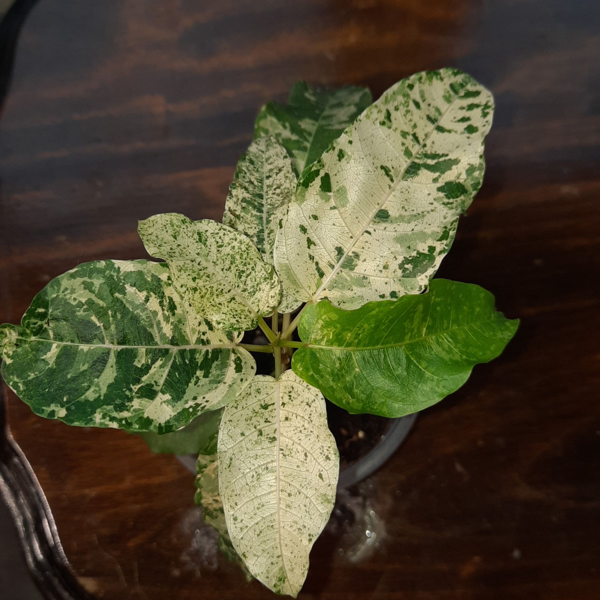 Photo of the plant species Variegated Clown Fig by @babygirl420 named Lavender on Greg, the plant care app
