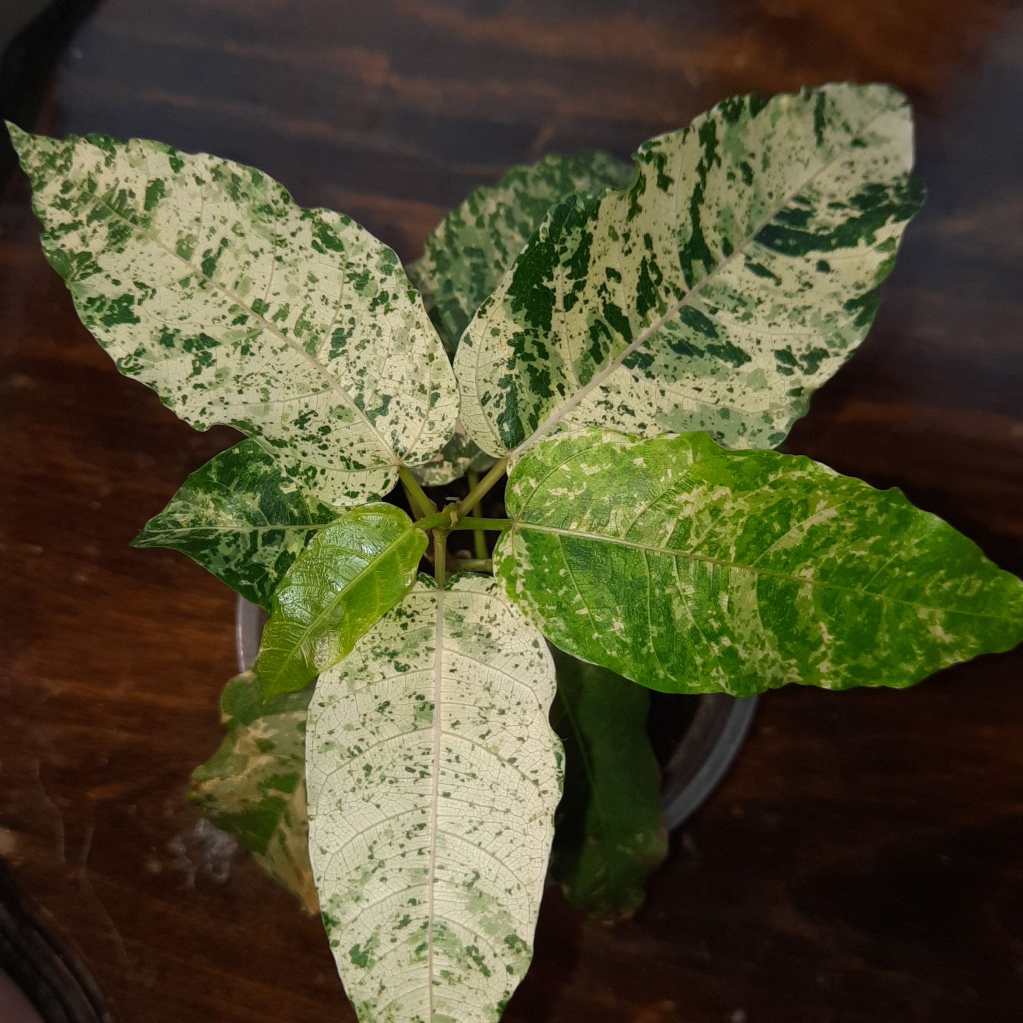 Photo of the plant species Variegated Clown Fig by @babygirl420 named Clooney on Greg, the plant care app