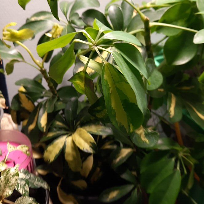 Photo of the plant species Varigated Dwarf Umbrella Tree by @babygirl420 named Morgan Treeman on Greg, the plant care app