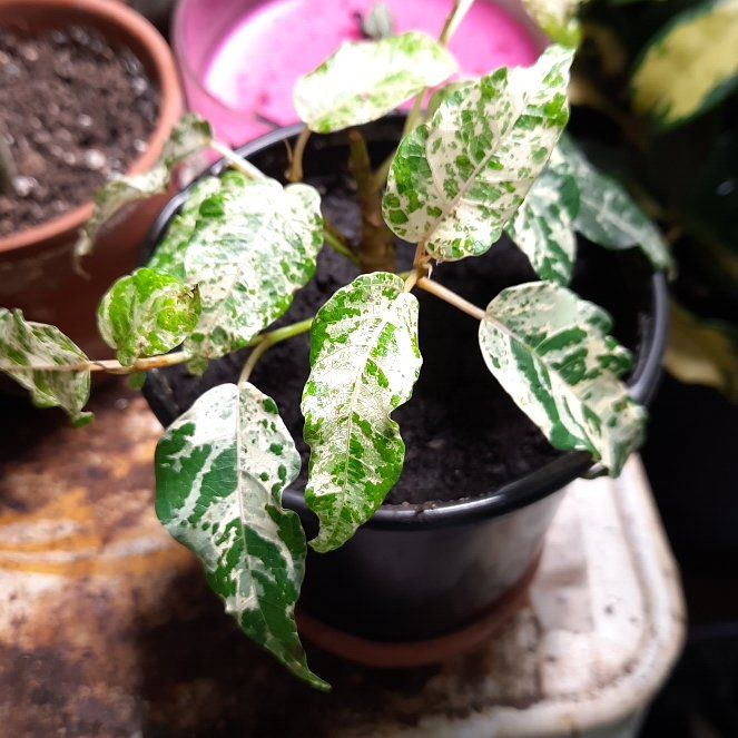 Photo of the plant species Variegated Clown Fig by @babygirl420 named Figyonce on Greg, the plant care app
