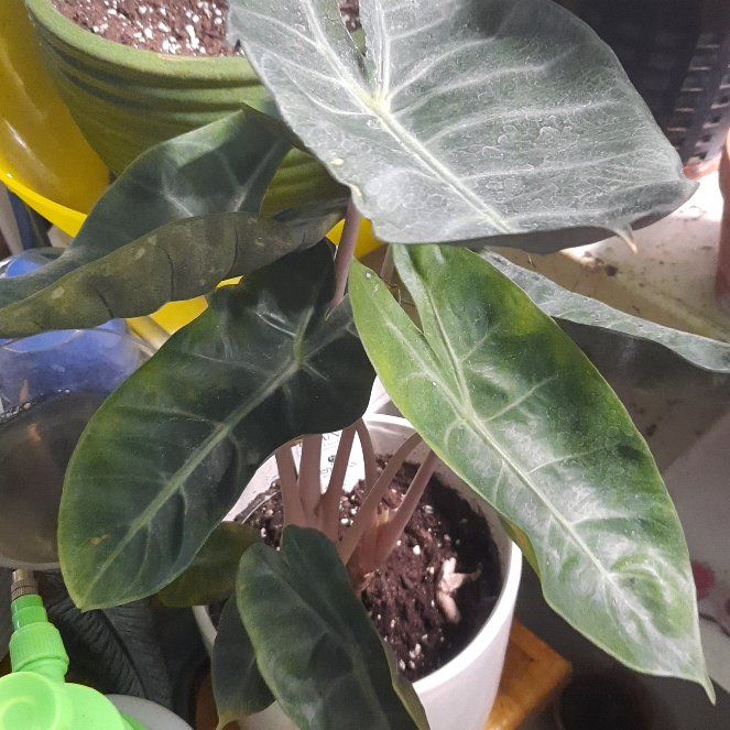 Photo of the plant species Pink Dragon Alocasia by @babygirl420 named Sanders on Greg, the plant care app