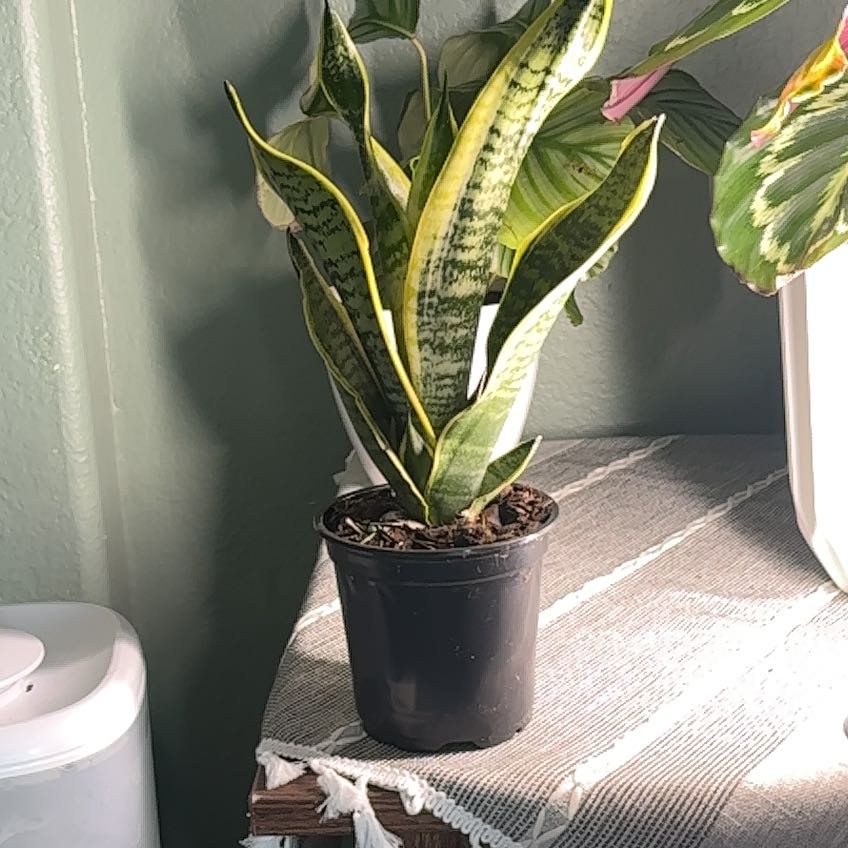 Photo of the plant species Sanseveria Superba by @Karatop named Viper on Greg, the plant care app