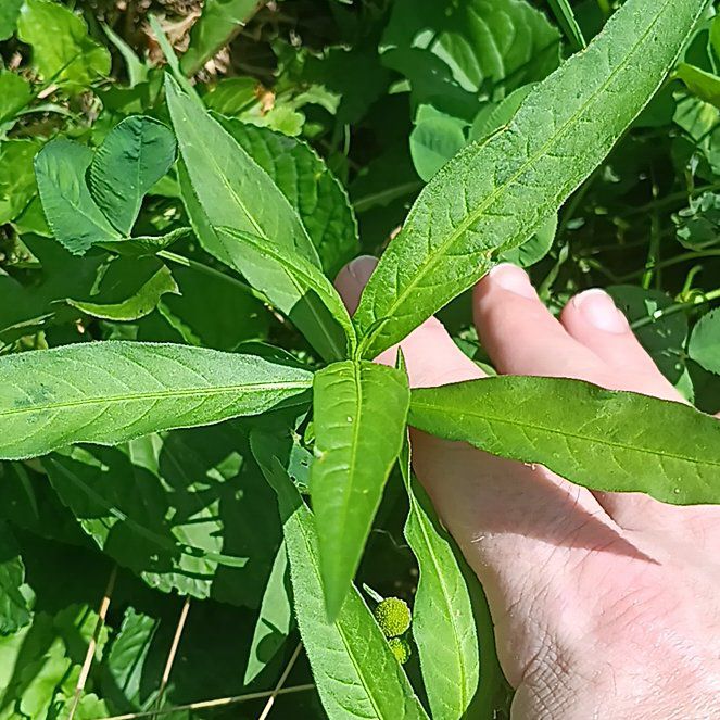 Photo of the plant species Alligatorweed by @SupermanBonsi named Pax on Greg, the plant care app