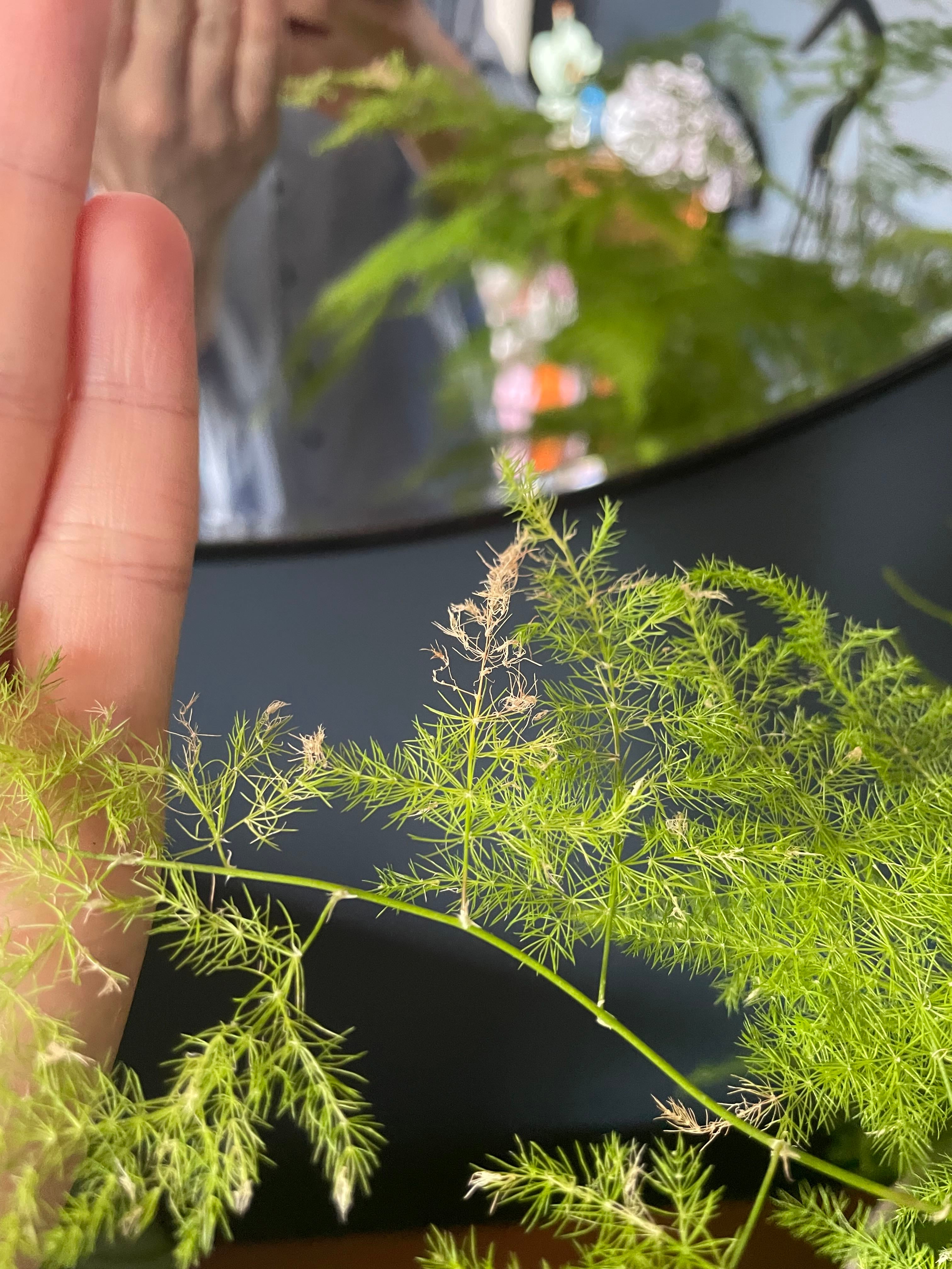 💧 Plume Asparagus Wilting? Here's What to Do