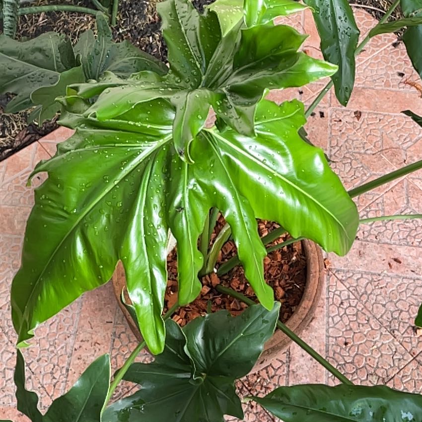 Photo of the plant species African Fantasy Thaumatophyllum by @panita named Huckleberry Fern on Greg, the plant care app