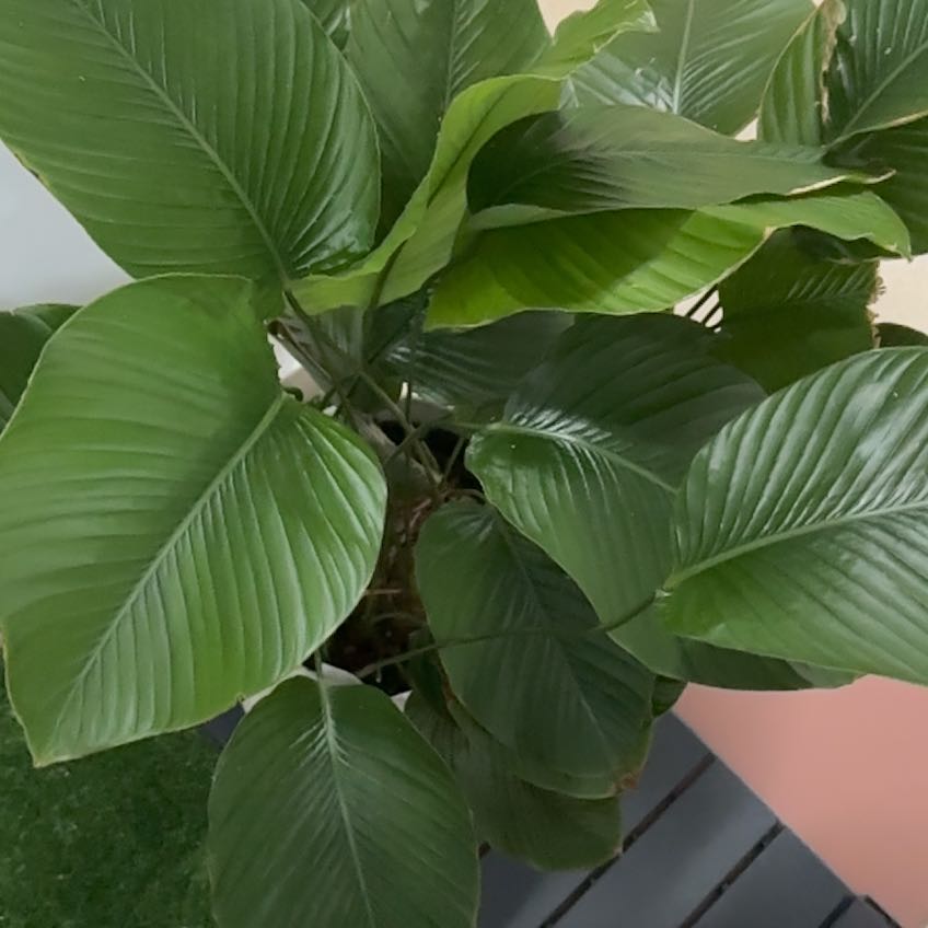 Photo of the plant species Sweet Prayer Plant by @LitheBlackberry named Athena on Greg, the plant care app