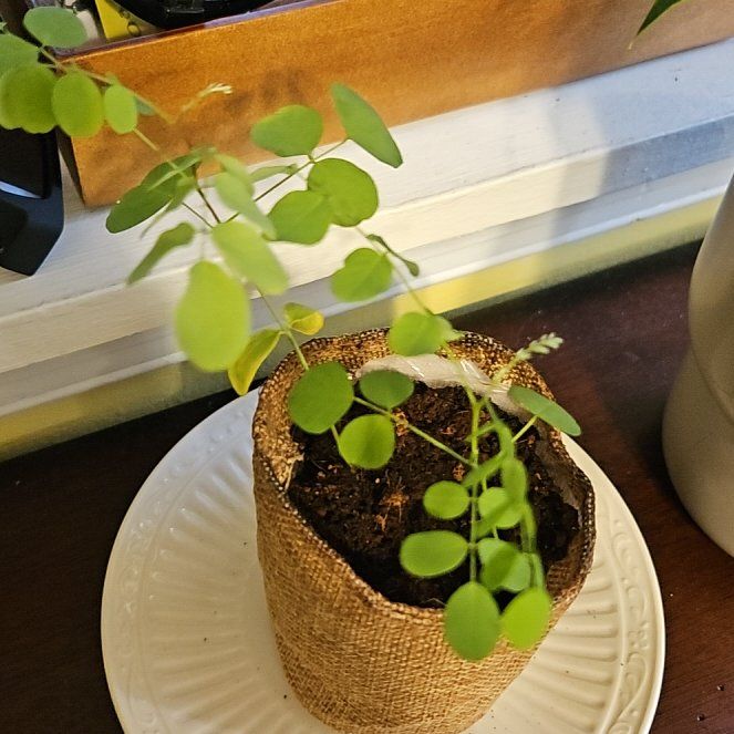 Photo of the plant species Sophora Japonica by @FamedLeucophyta named Eva on Greg, the plant care app