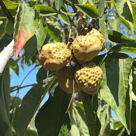 Photo of the plant species European Horse-Chestnut by Kelly named ChloroPhil on Greg, the plant care app