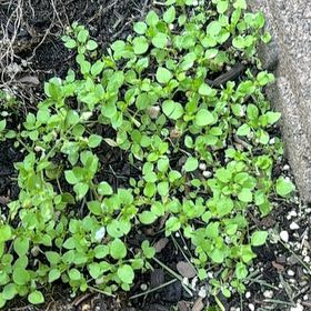 Photo of the plant species Common Chickweed by Kelly named Foxxy on Greg, the plant care app