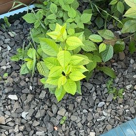 Photo of the plant species Japanese Knotweed by Kelly named Girlfrond on Greg, the plant care app