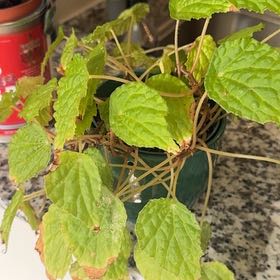 Photo of the plant species Begonia Buttercup by @DeluxeScaldweed named Buttercup Begonia on Greg, the plant care app