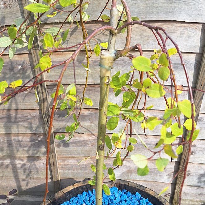 Photo of the plant species flamingo willow by @CelestialPuka named Apollo on Greg, the plant care app