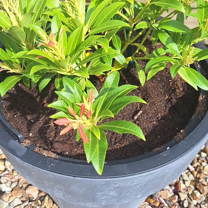 Photo of the plant species Mountain Fire Pieris by @CelestialPuka named Messi on Greg, the plant care app