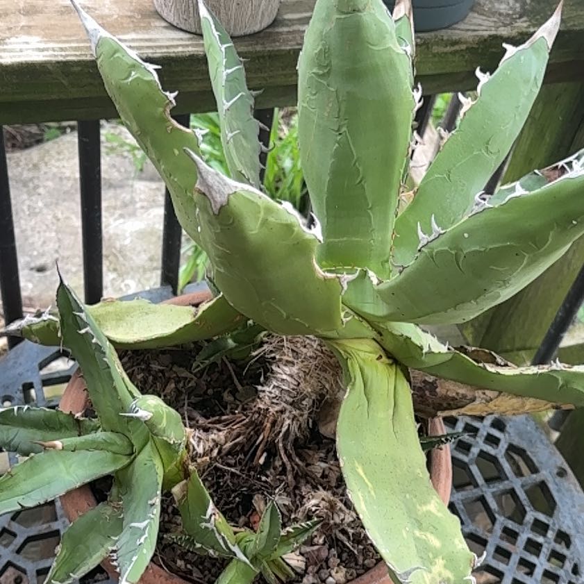 Photo of the plant species Agave Raksasa by @FabFigbuttercup named Lola on Greg, the plant care app