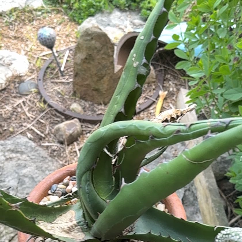 Photo of the plant species Agave Raksasa by @FabFigbuttercup named Anne on Greg, the plant care app