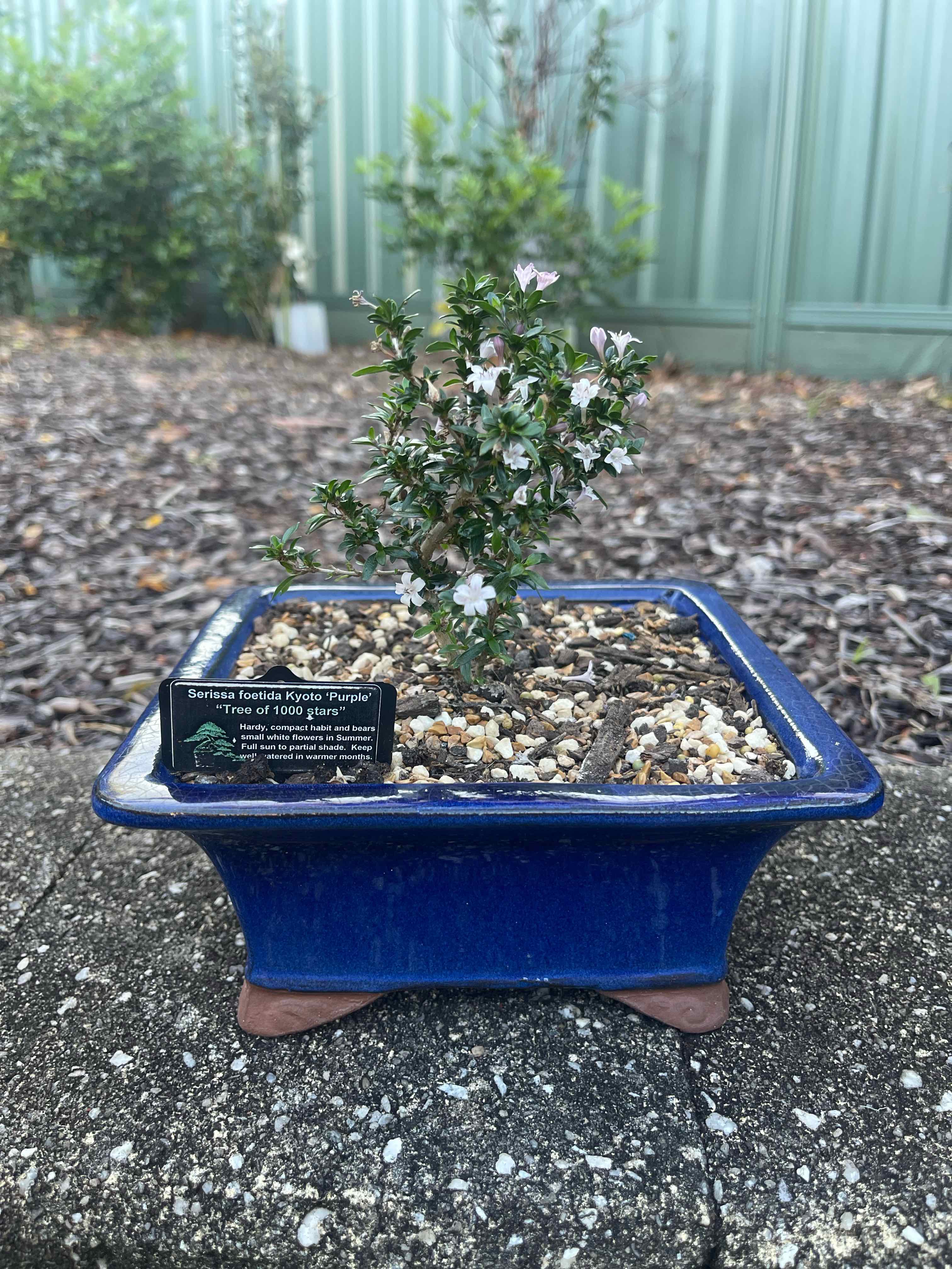 Photo of the plant species Kyoto Serissa by @CourtlyTaraire named Remington on Greg, the plant care app