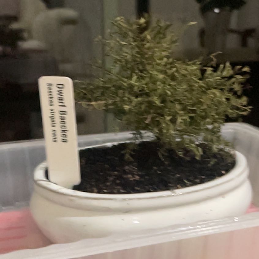 Plant care for Baeckea on Greg, the plant care app