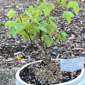 Photo of the plant species Trident maple by @CourtlyTaraire named Zion on Greg, the plant care app