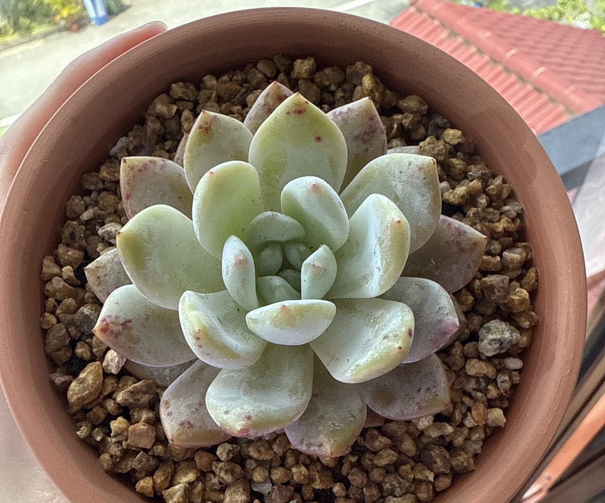 Photo of the plant species Snow Angel by @seasan named Chimmy on Greg, the plant care app