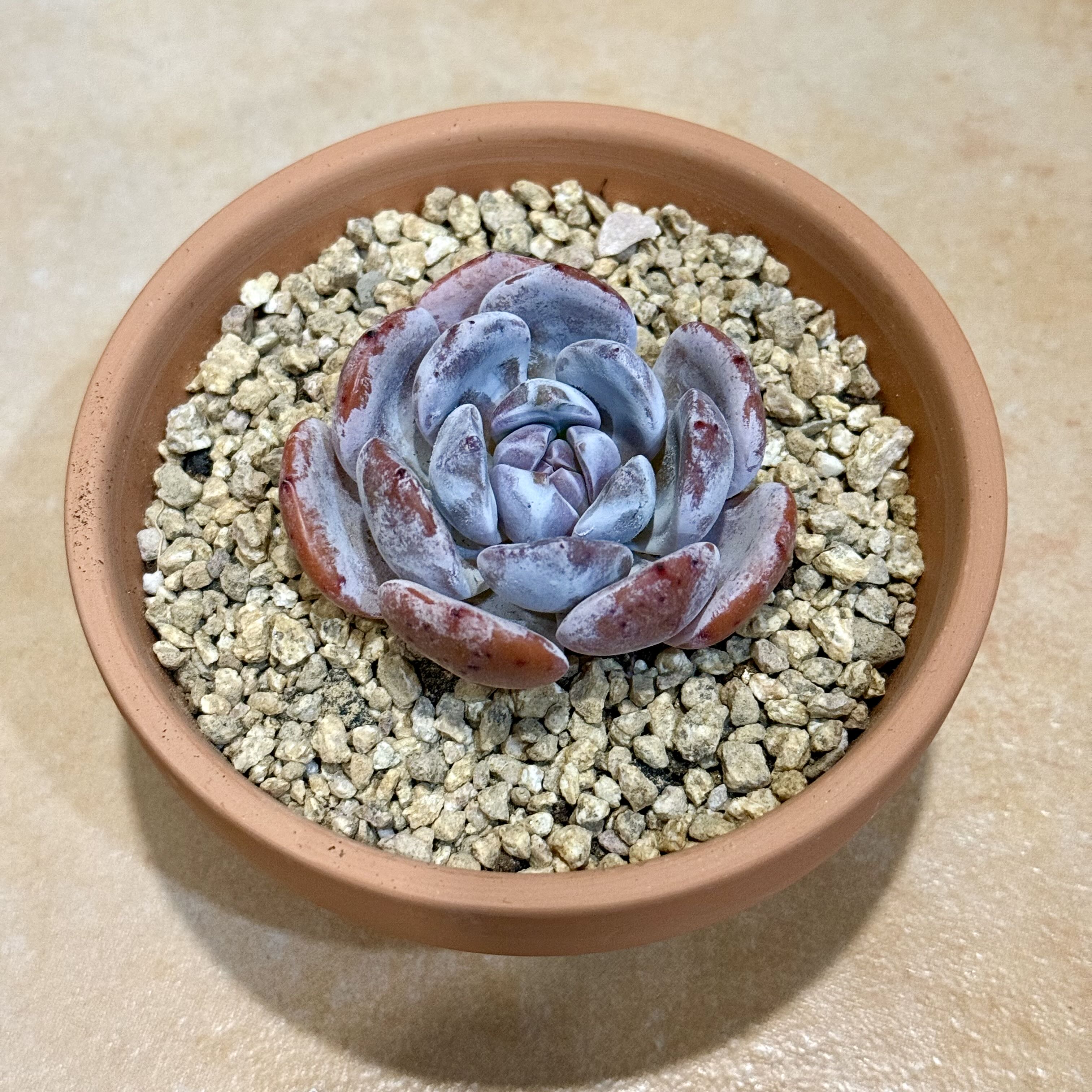 Photo of the plant species Echeveria 'star shadow' by @seasan named Ao on Greg, the plant care app