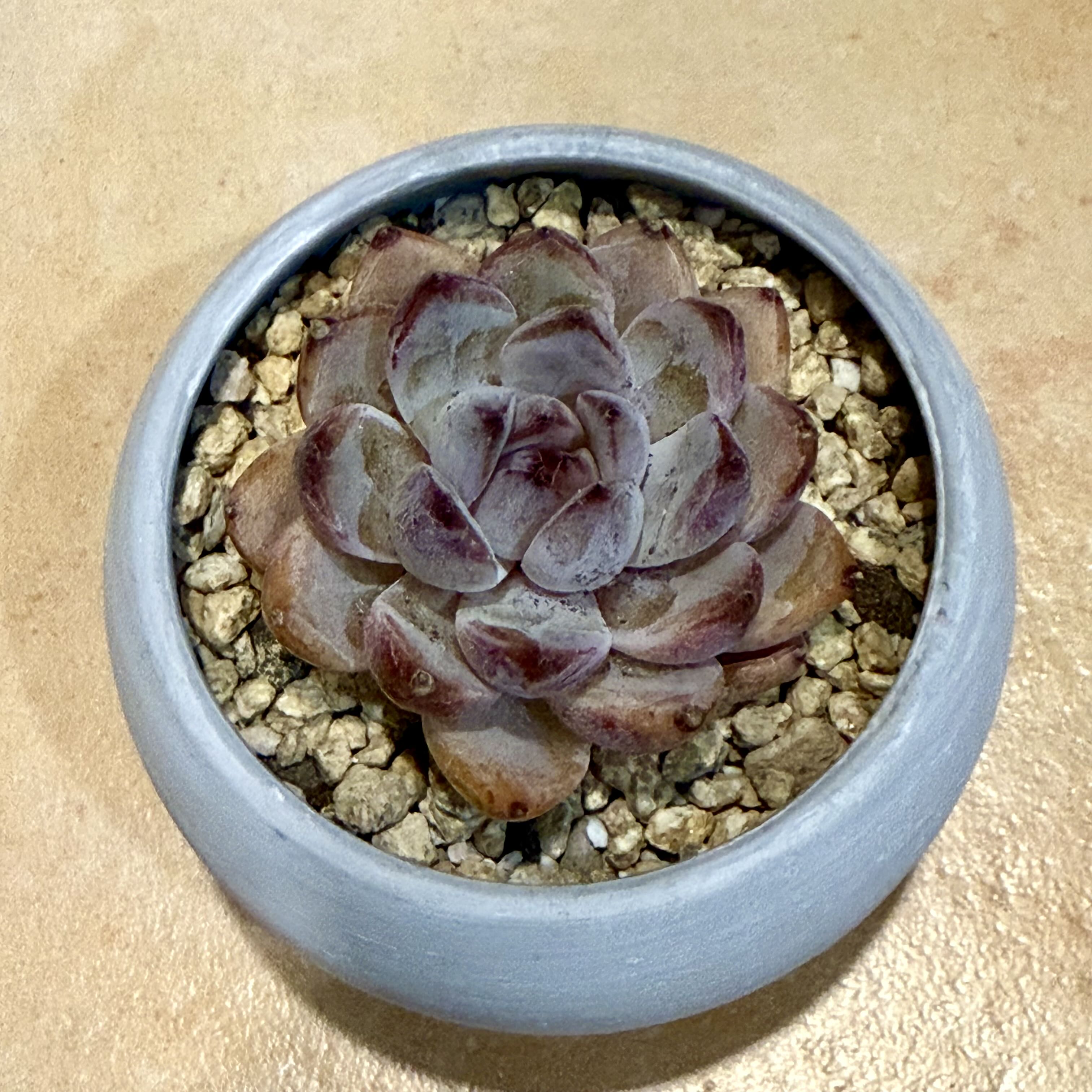 Photo of the plant species Echeveria 'dark opal' by @seasan named Bora on Greg, the plant care app