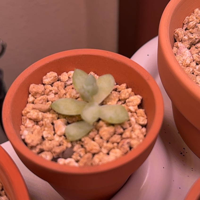 Photo of the plant species Echeveria 'dark opal' by @seasan named Bora jr on Greg, the plant care app