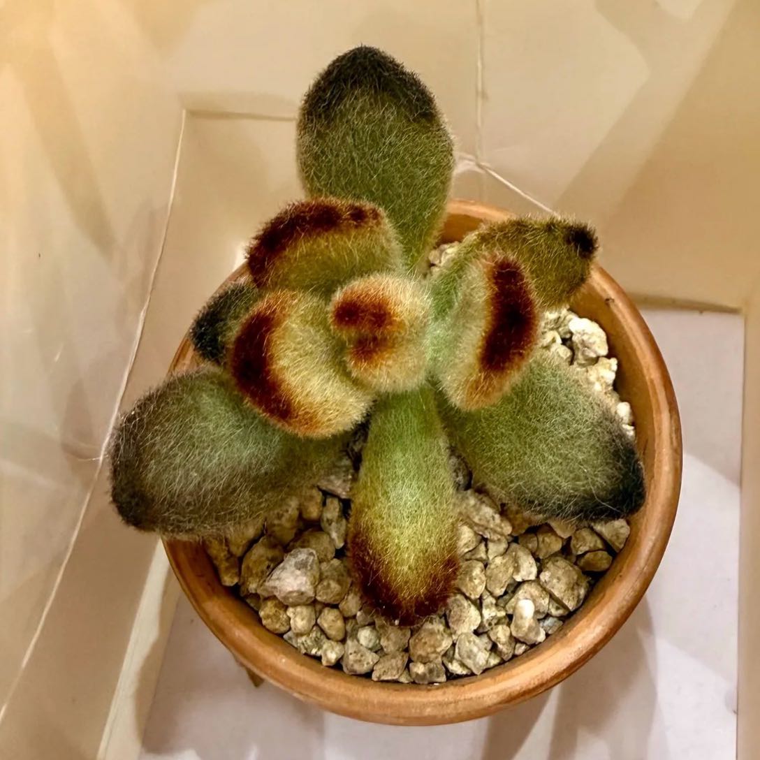 Photo of the plant species Teddy Bear Panda Plant by @seasan named Fuzzy on Greg, the plant care app