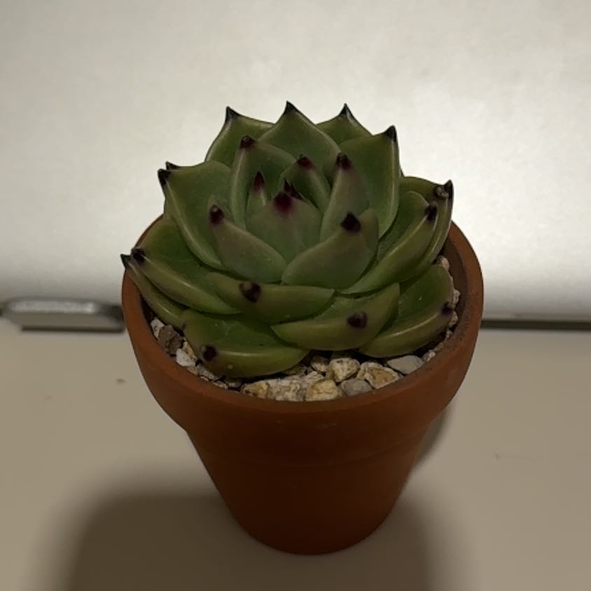Photo of the plant species Blue Dragon by @seasan named Ayla on Greg, the plant care app