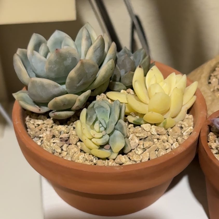 Photo of the plant species Echeveria Monroe Yin Yang by @seasan named We on Greg, the plant care app