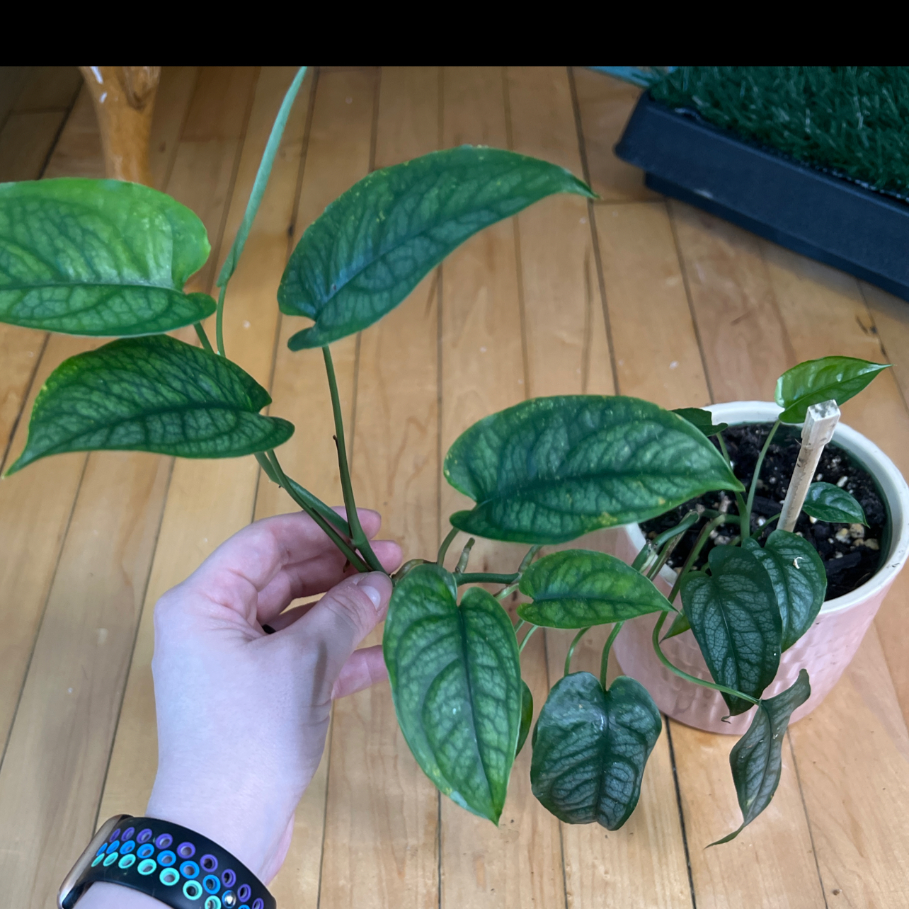 Silver Monstera plant with healthy green leaves being held by a hand. Soil is visible.