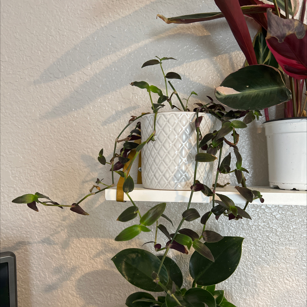 Tahitian Bridal Veil plant in a white pot on a shelf with healthy green and purple leaves.