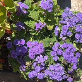 Photo of the plant species Blue Billygoat Weed by @FancierSapote5 named Winston on Greg, the plant care app