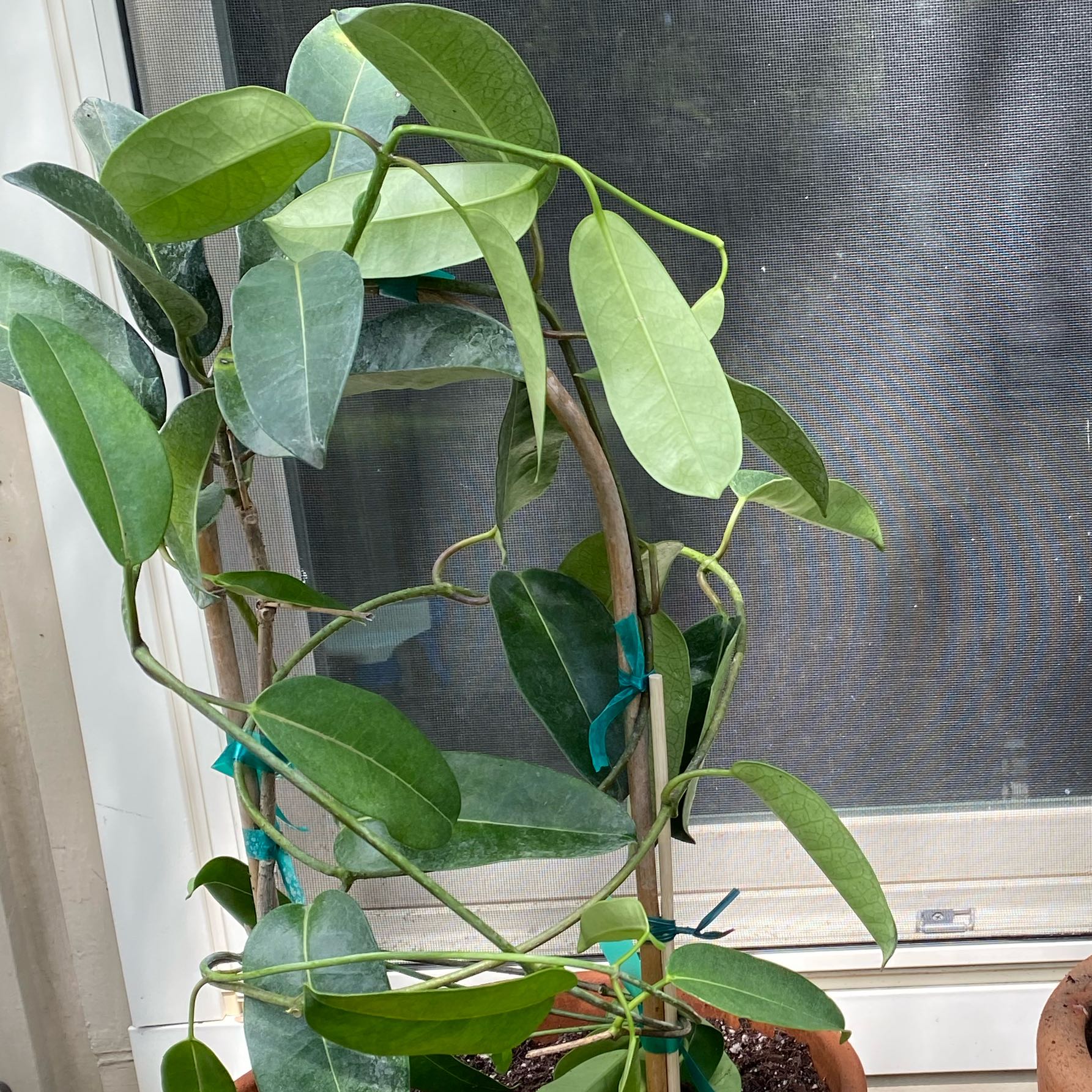 Photo of the plant species Jasmine by @ClubbyGrapeivy named Winston on Greg, the plant care app