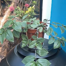 Photo of the plant species Tradescantia 'Green Hill' by @EternalCowslip named Doja Cat on Greg, the plant care app