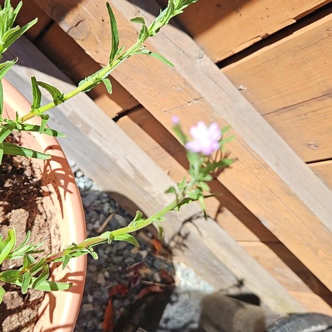 Photo of the plant species Square-Stemmed Willowherb by @NiftyThreadrush named Athena on Greg, the plant care app