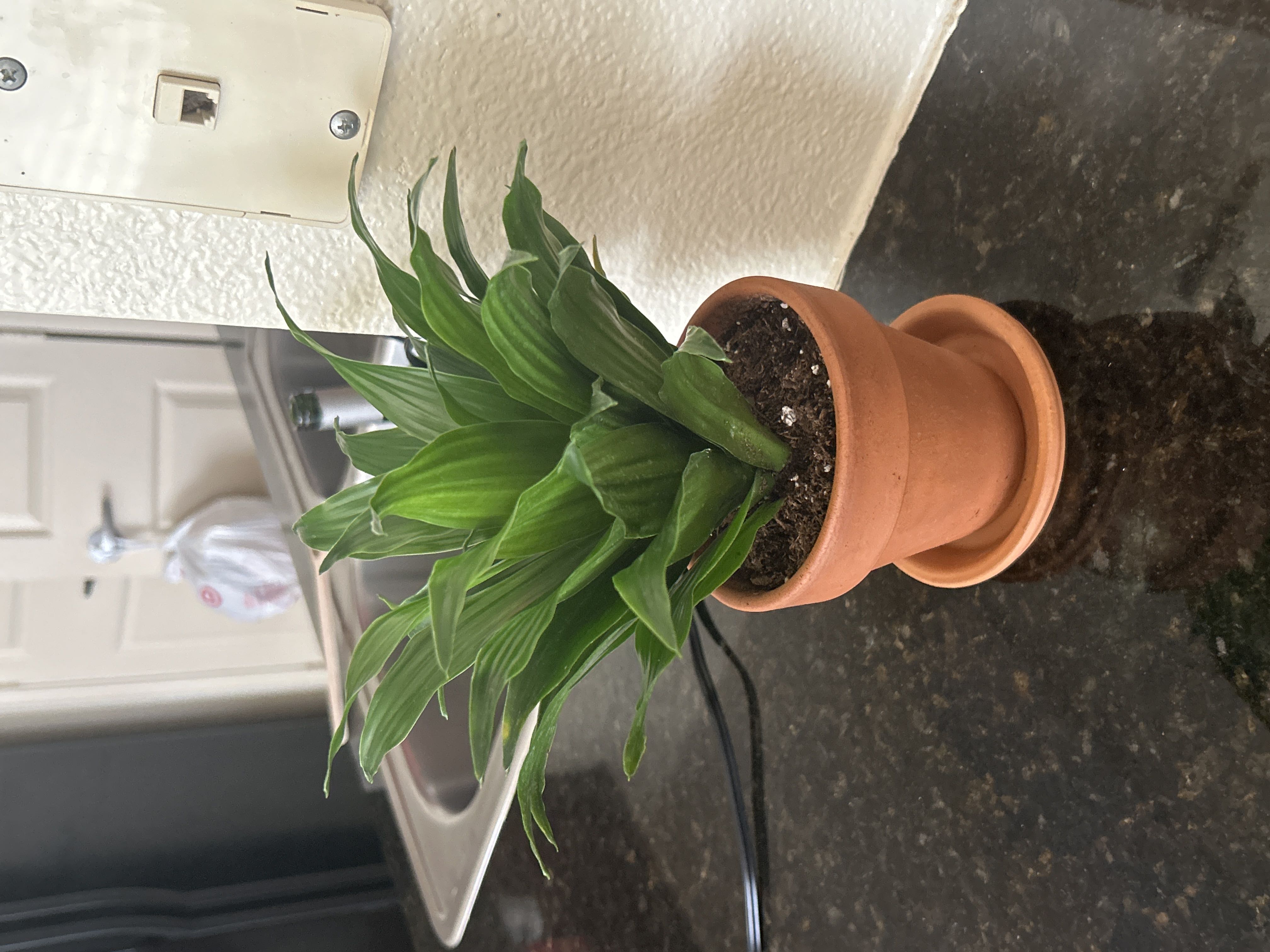 🌞 How Much Sunlight Does My Dracaena surculosa 'Aurea' Need?