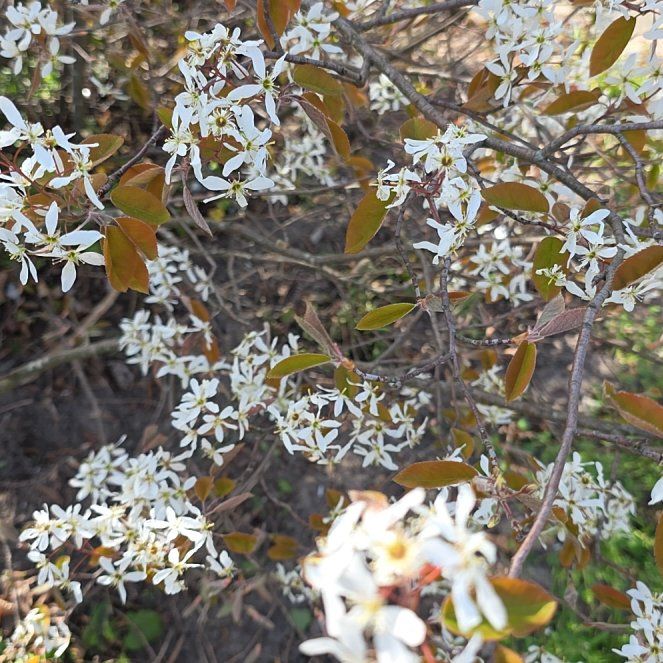 Photo of the plant species Fragrant Virgin's Bower by @TimelyEchinaria named Mochi on Greg, the plant care app