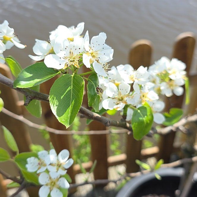 Photo of the plant species Common Pear by @TimelyEchinaria named Emerson on Greg, the plant care app