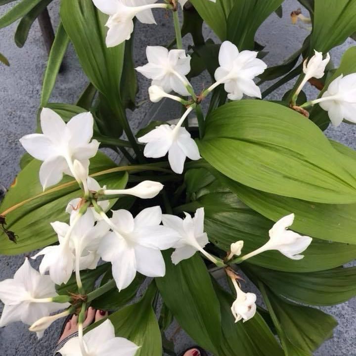 Photo of the plant species Amazon Lily by @CupcakeBetty named Rihanna on Greg, the plant care app