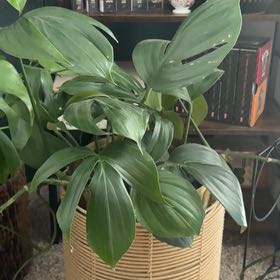 Photo of the plant species Dragon Tail by @ZestyWindowleaf named da Vinci on Greg, the plant care app