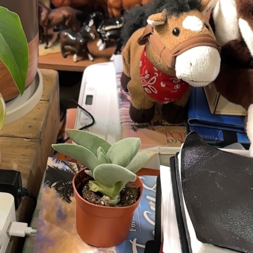 Photo of the plant species Cord Moss by @MarvelousCanna named Delilah on Greg, the plant care app