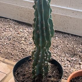Photo of the plant species Apple Cactus by @NiftySuperchili named Demi on Greg, the plant care app
