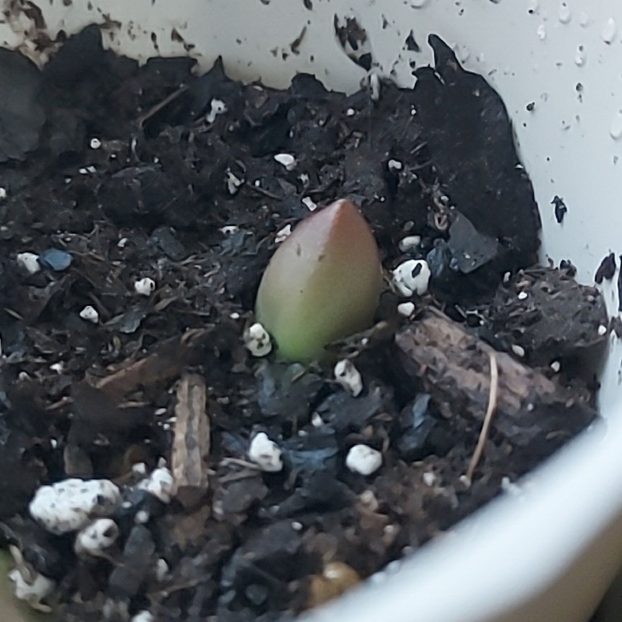 Photo of the plant species Pachyphytum 'Dr. Cornelius' by @NurseMuskmallow named Dr. Grink on Greg, the plant care app