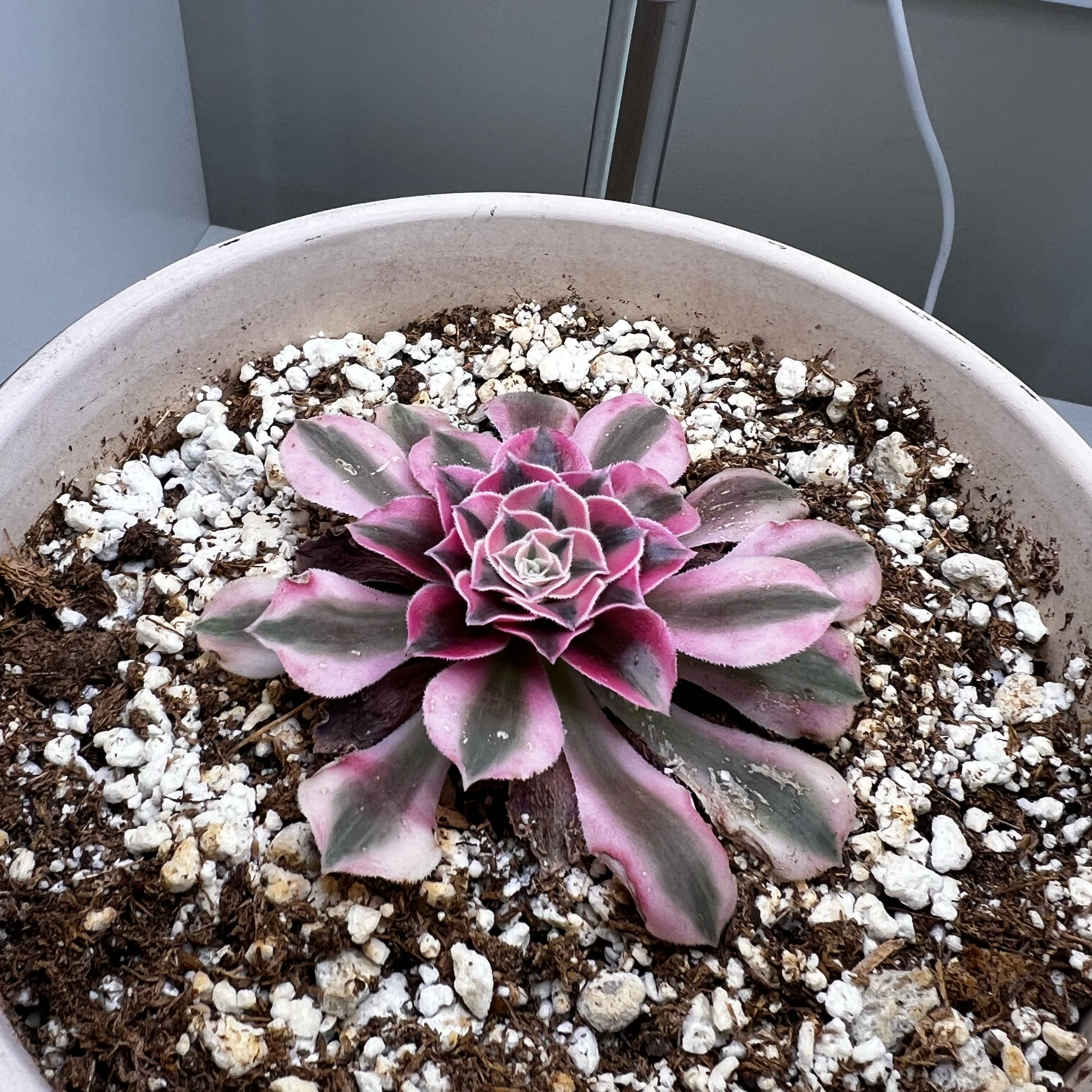Photo of the plant species Aeonium 'Pink Witch' by @StarAporostylis named Naomi on Greg, the plant care app
