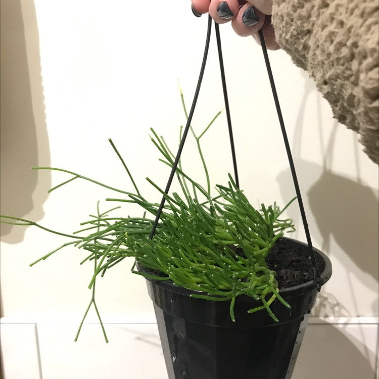 Plant care for Alfonso's Billbergia on Greg, the plant care app