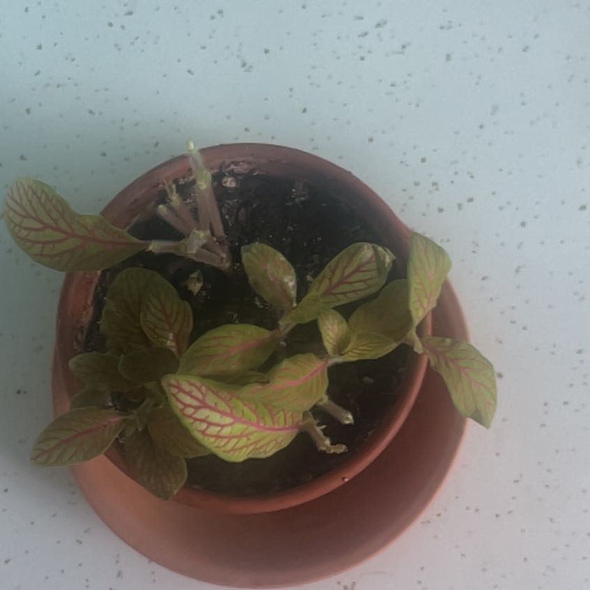 Photo of the plant species Fittonia by @SupremeAcajou named Frankie on Greg, the plant care app