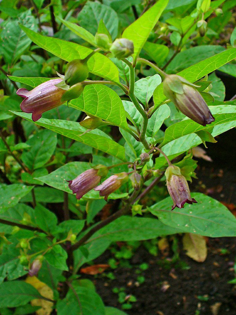 Photo of the plant species Belladonna by @PerkyBasil56 named Harper on Greg, the plant care app
