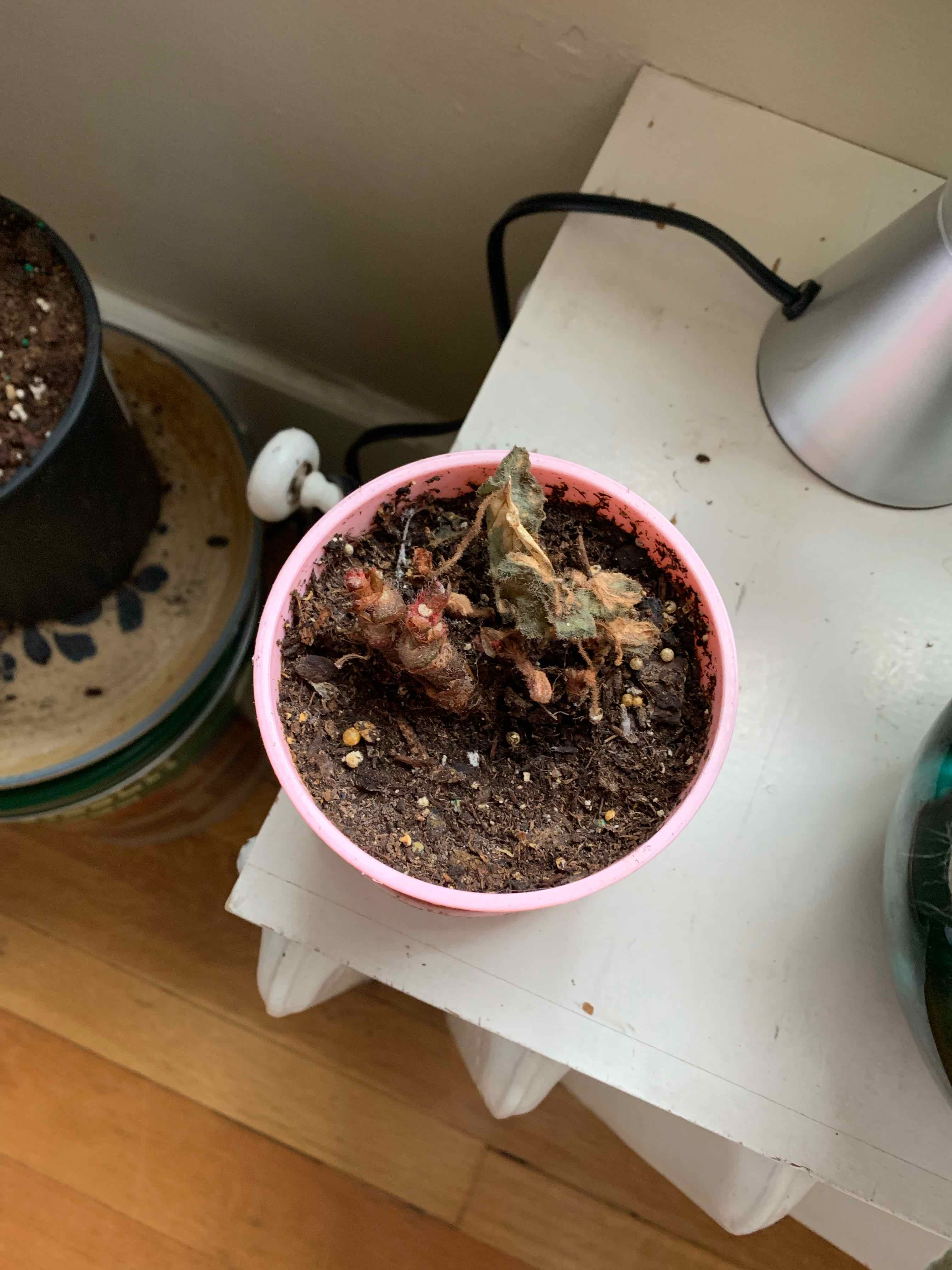 Potted Rex Begonia 'Escargot' with significant leaf browning and visible soil.