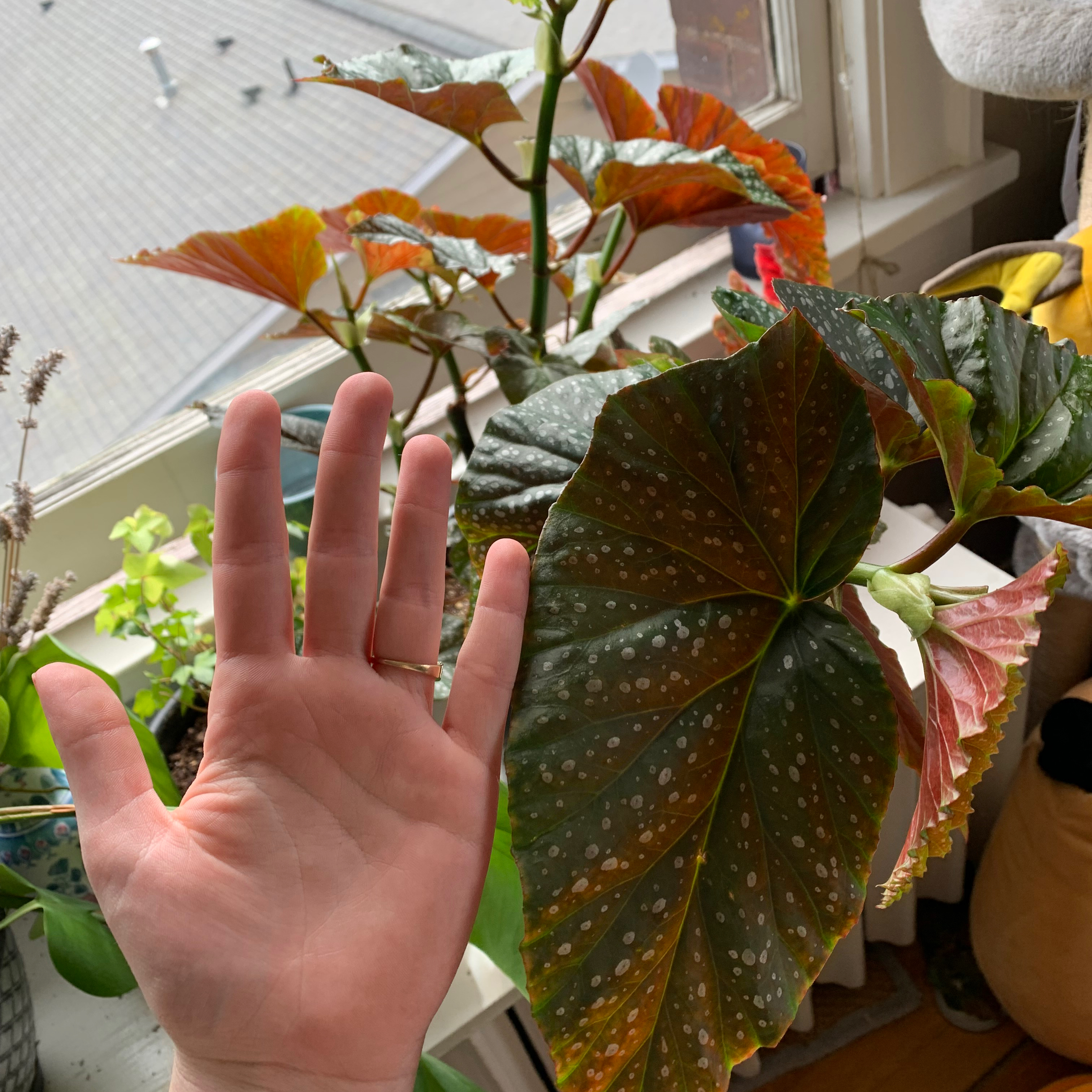 Polka Dot Begonia plant with white-spotted leaves, hand visible near leaves.