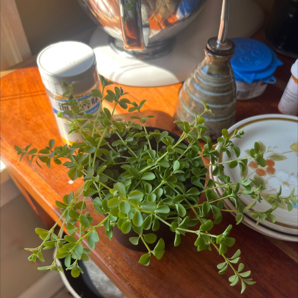 Healthy Elephant Bush (Portulacaria afra) in a small pot on a wooden surface.